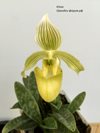 Paphiopedilum fowliei var. album 'New Wave' x self